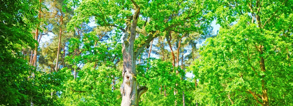 Grüner Wald mit großen Bäumen